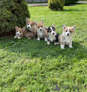 Foto №4. Ich werde verkaufen welsh corgi in der Stadt Tallinn. quotient 	ankündigung - preis - 800€