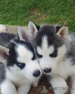 Foto №3. Siberian Husky-Welpen verfügbar. Australien