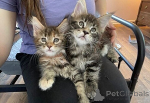 Foto №1. maine-coon-katze - zum Verkauf in der Stadt Hagenbach | 350€ | Ankündigung № 177535