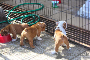 Foto №1. englische bulldogge - zum Verkauf in der Stadt Oetz | verhandelt | Ankündigung № 91588