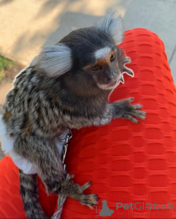 Foto №1.  - zum Verkauf in der Stadt Texas | Frei | Ankündigung № 161910