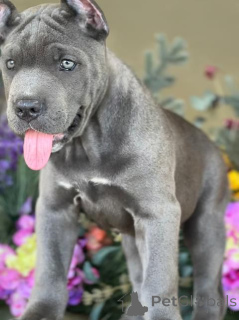 Foto №3. Cane Corso Welpe. USA