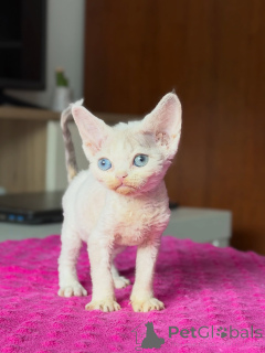 Foto №2 zu Ankündigung № 178109 zu verkaufen devon rex - einkaufen Polen züchter