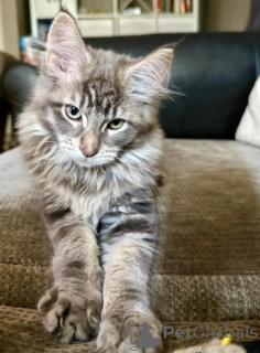 Foto №3. Maine-Coon-Kätzchen. Deutschland