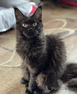 Foto №2 zu Ankündigung № 163182 zu verkaufen maine-coon-katze - einkaufen Deutschland züchter