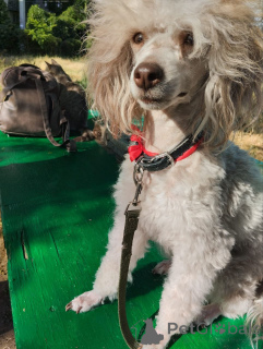 Foto №4. Ich werde verkaufen pudel (zwerg) in der Stadt Tiraspol. quotient 	ankündigung - preis - verhandelt