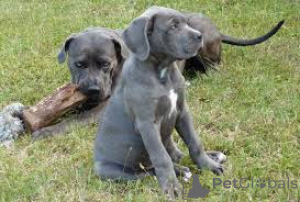 Foto №2 zu Ankündigung № 160951 zu verkaufen cane corso italiano - einkaufen Frankreich quotient 	ankündigung, züchter
