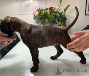 Foto №3. Brindle & Fawn Boxers for sale.. Österreich