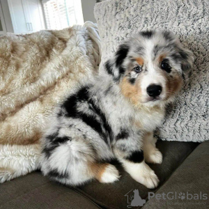 Foto №1. australian shepherd - zum Verkauf in der Stadt Дортмунд | 350€ | Ankündigung № 74423