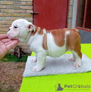 Zusätzliche Fotos: Englische Bulldogge