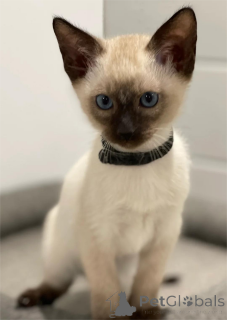 Foto №1. siamkatze - zum Verkauf in der Stadt Dinslavken | 350€ | Ankündigung № 154592