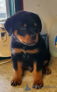 Foto №3. Rottweilerin pennut etsivät perhettä. Finnland