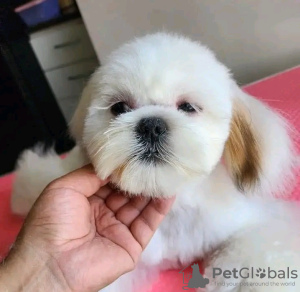 Foto №4. Ich werde verkaufen yorkshire terrier in der Stadt Paris. züchter - preis - verhandelt