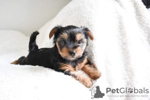 Foto №3. Hübsche Yorkshire-Terrier-Welpen für ein liebevolles Zuhause. Deutschland