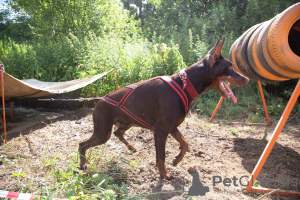 Foto №1. Paarung Service - züchten: dobermann. Preis - verhandelt