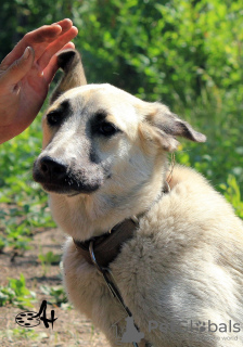 Foto №2 zu Ankündigung № 9751 zu verkaufen mischlingshund - einkaufen Russische Föderation quotient 	ankündigung