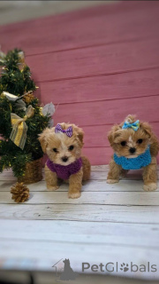 Foto №1. pudel (toy) - zum Verkauf in der Stadt München | 450€ | Ankündigung № 159054