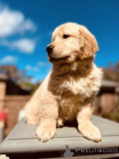 Foto №3. Herdcode des Golden Retrievers. Kanada