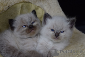 Foto №2 zu Ankündigung № 114601 zu verkaufen ragdoll-katze - einkaufen Deutschland quotient 	ankündigung, züchter