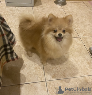 Foto №4. Ich werde verkaufen german spitz, pommersche spitz in der Stadt Berlin. quotient 	ankündigung, vom kindergarten, züchter - preis - 288€