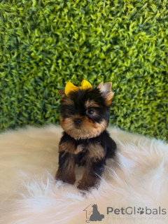 Foto №2 zu Ankündigung № 172837 zu verkaufen yorkshire terrier - einkaufen Tschechische Republik züchter