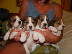 Foto №2 zu Ankündigung № 123642 zu verkaufen beagle - einkaufen Deutschland 