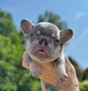 Foto №1. französische bulldogge - zum Verkauf in der Stadt Beresje | verhandelt | Ankündigung № 169534