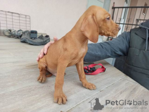 Foto №3. Ungarischer Vizsla, männliche Welpen. Serbien