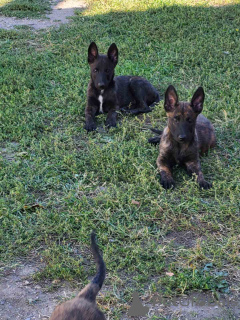 Zusätzliche Fotos: Niederländische Schäferhundwelpen