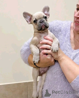 Foto №3. Verfügbare Französische Bulldoggen-Welpen. Finnland