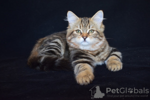 Foto №2 zu Ankündigung № 7974 zu verkaufen sibirische katze - einkaufen Kasachstan vom kindergarten