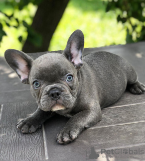 Foto №1. französische bulldogge - zum Verkauf in der Stadt Five Points | 521€ | Ankündigung № 120947