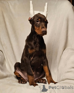 Foto №2 zu Ankündigung № 146466 zu verkaufen dobermann - einkaufen Deutschland quotient 	ankündigung