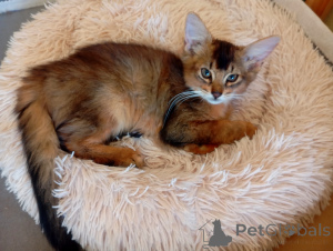 Foto №4. Ich werde verkaufen  in der Stadt Riga. züchter - preis - 900€