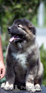 Foto №1. kaukasischer owtscharka - zum Verkauf in der Stadt Bijeljina | verhandelt | Ankündigung № 142116