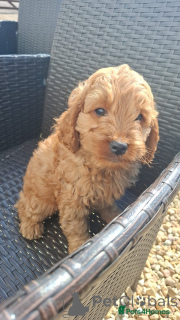 Foto №3. Wunderschöne F1B Cavapoo Welpen. Vollständig gesundheitsgetestet. Österreich