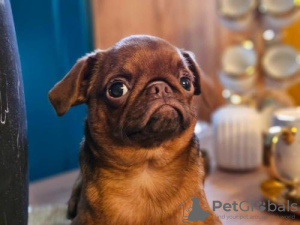 Foto №3. Petit Brabancona. Serbien