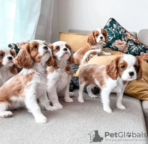 Foto №1. cavalier king charles spaniel - zum Verkauf in der Stadt Augustów | 400€ | Ankündigung № 13598