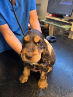 Foto №1. english cocker spaniel - zum Verkauf in der Stadt Alavus | 581€ | Ankündigung № 169105