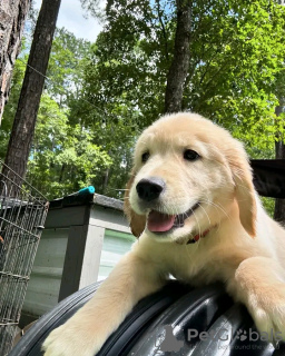 Foto №3. Gesunde, süße, bezaubernde und sozialisierte Golden Retriever-Welpen. Deutschland