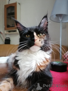 Foto №3. Gatito Maine Coon en venta. Spanien