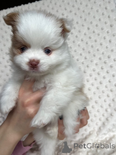 Foto №2 zu Ankündigung № 167361 zu verkaufen pommersche spitz - einkaufen Polen 