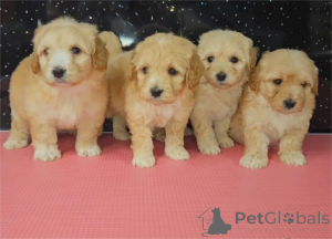 Foto №1. maltipu - zum Verkauf in der Stadt Cölbe | 350€ | Ankündigung № 153442