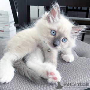 Foto №1. ragdoll-katze - zum Verkauf in der Stadt Штутгарт | verhandelt | Ankündigung № 117830