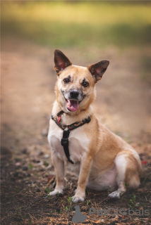 Zusätzliche Fotos: Der kleine Hund Suri ist in guten Händen.