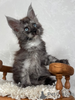 Foto №2 zu Ankündigung № 155702 zu verkaufen maine-coon-katze - einkaufen Spanien quotient 	ankündigung