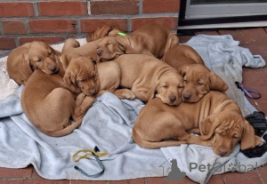 Foto №1. kurzhaariger ungarischer vorstehhund - zum Verkauf in der Stadt Köln | 350€ | Ankündigung № 167484