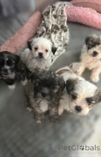 Foto №1. mischlingshund - zum Verkauf in der Stadt Innsbruck | 305€ | Ankündigung № 143484