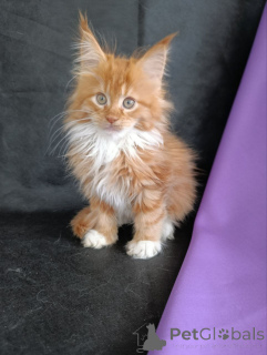 Foto №3. Kätzchen Maine Coon Junge. Russische Föderation