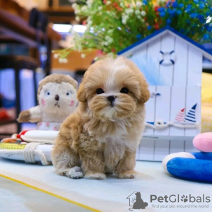 Foto №3. Maltipoo-Welpen suchen ein neues Zuhause. Business WhatsApp 37256062792. Finnland